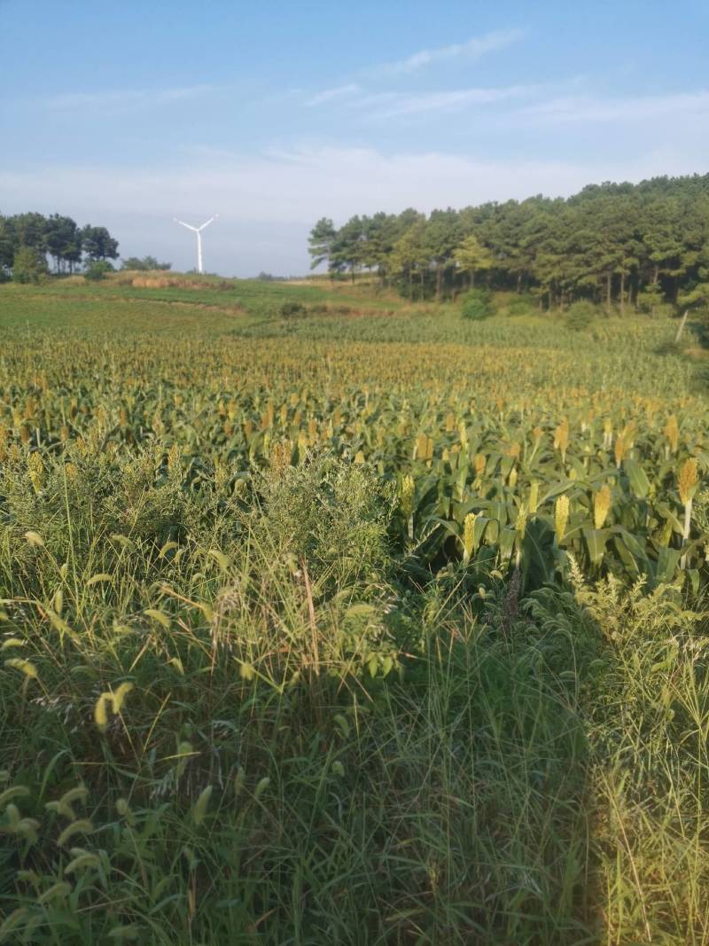 土地旱地水浇地大块连片地可种玉米花生芝玉米高梁红术寻农作
