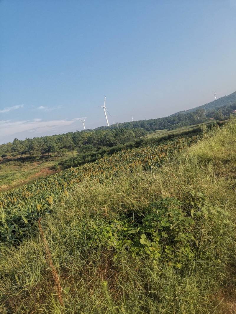 土地旱地水浇地大块连片地可种玉米花生芝玉米高梁红术寻农作