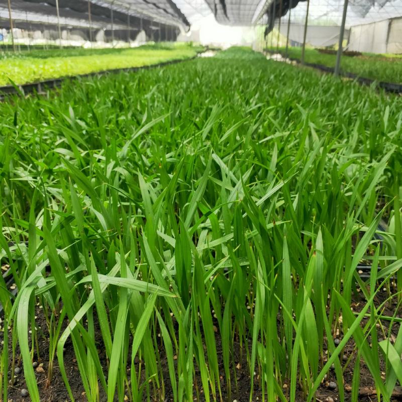 广州苗圃直供棕榈科种苗老人葵苗，四季常青