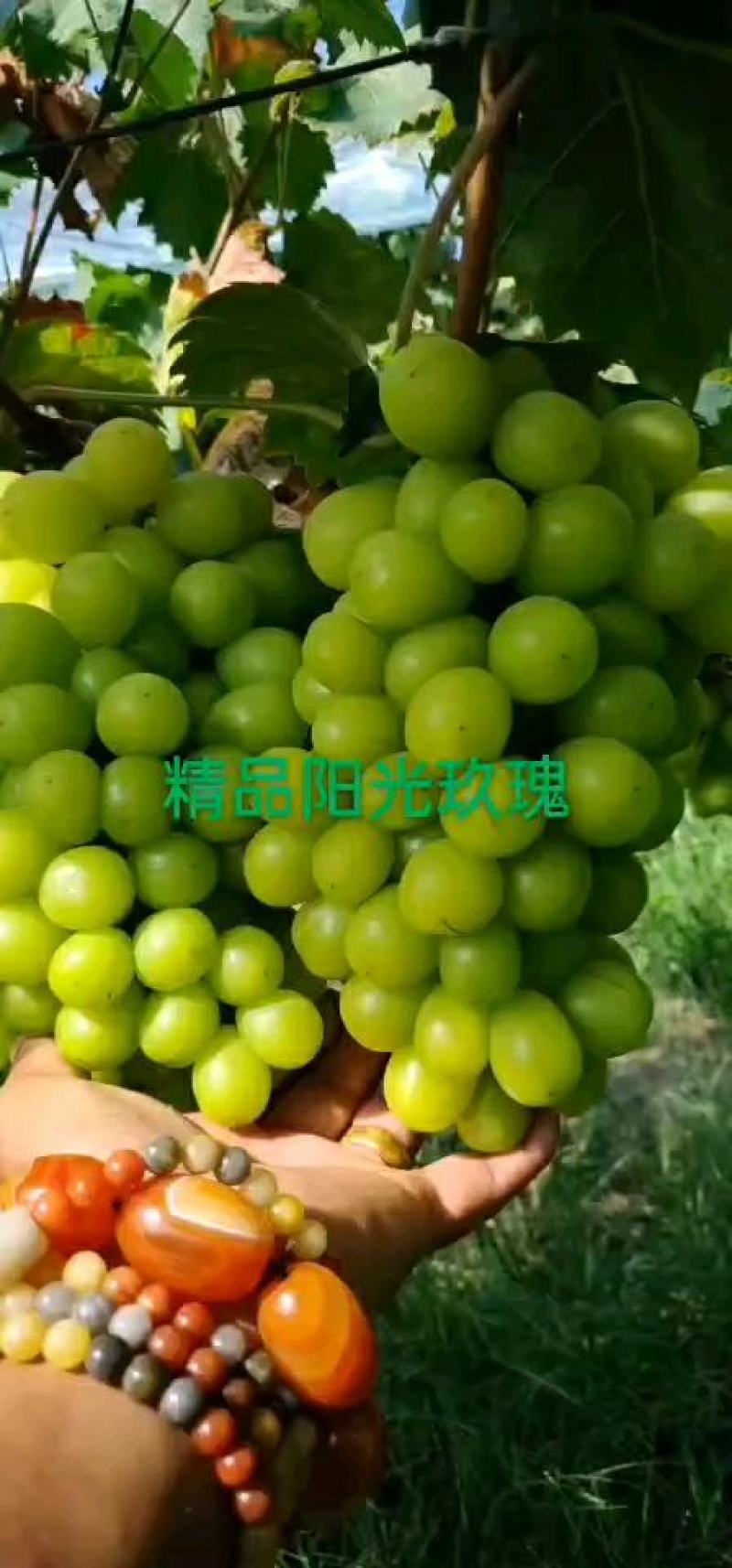 陕西大荔阳光玫瑰大量上市一手货源质量保证对接全国商超