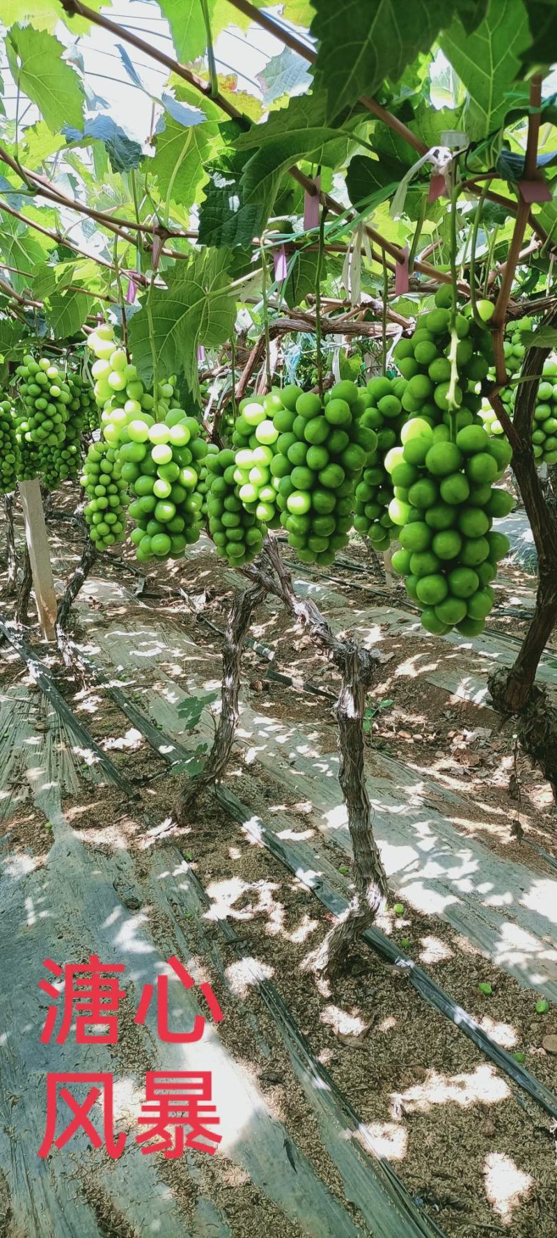 陕西大荔阳光玫瑰大量上市一手货源质量保证对接全国商超