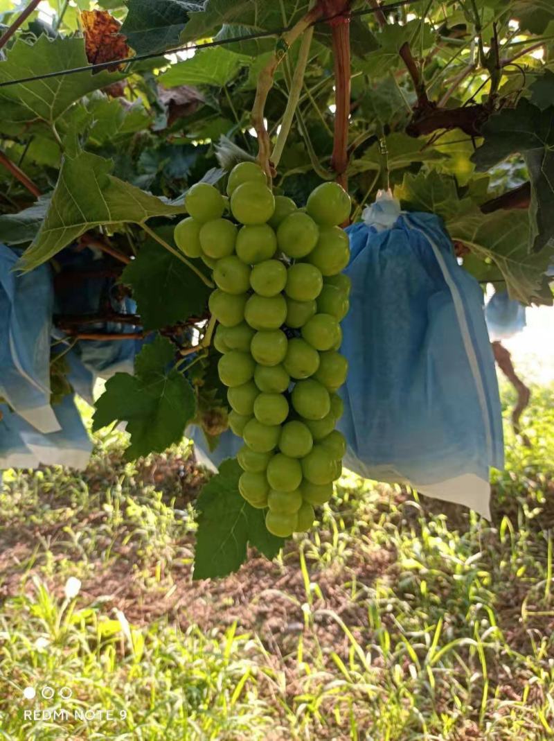 陕西大荔阳光玫瑰大量上市一手货源质量保证对接全国商超