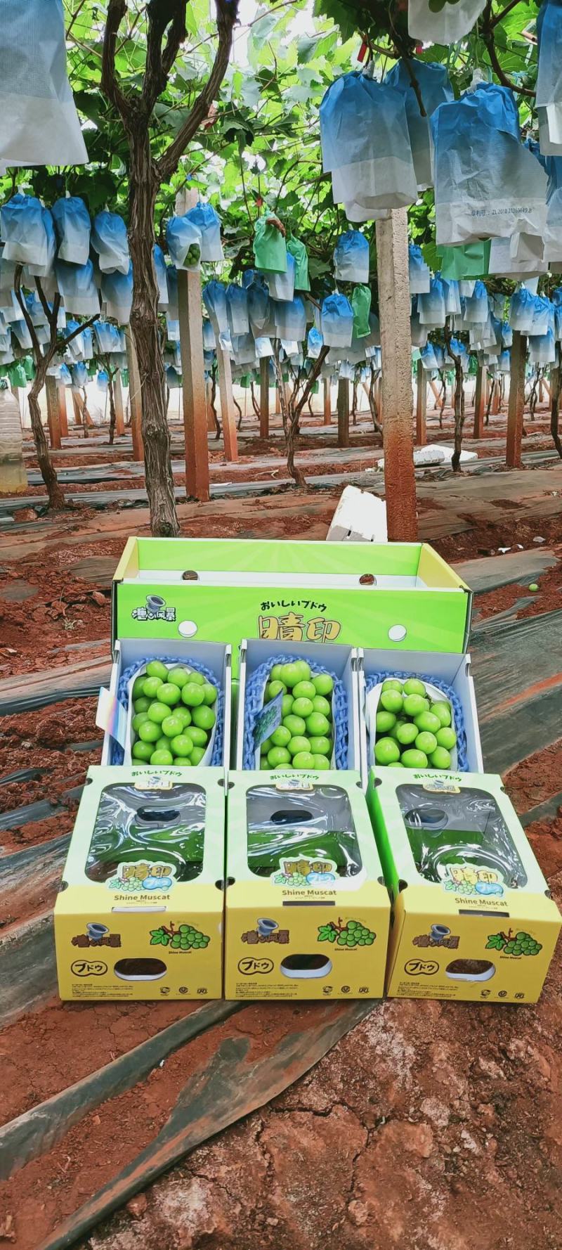 陕西大荔阳光玫瑰大量上市一手货源质量保证对接全国商超