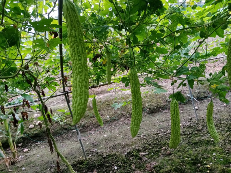夏天解暑神奇油青苦瓜