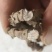 石菖蒲