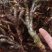 石菖蒲
