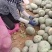 银栗南瓜