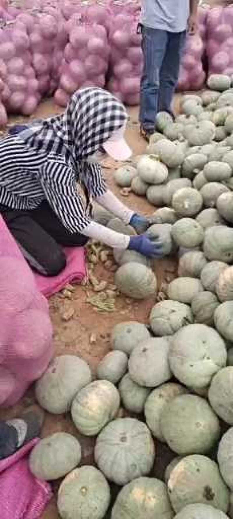 银栗南瓜