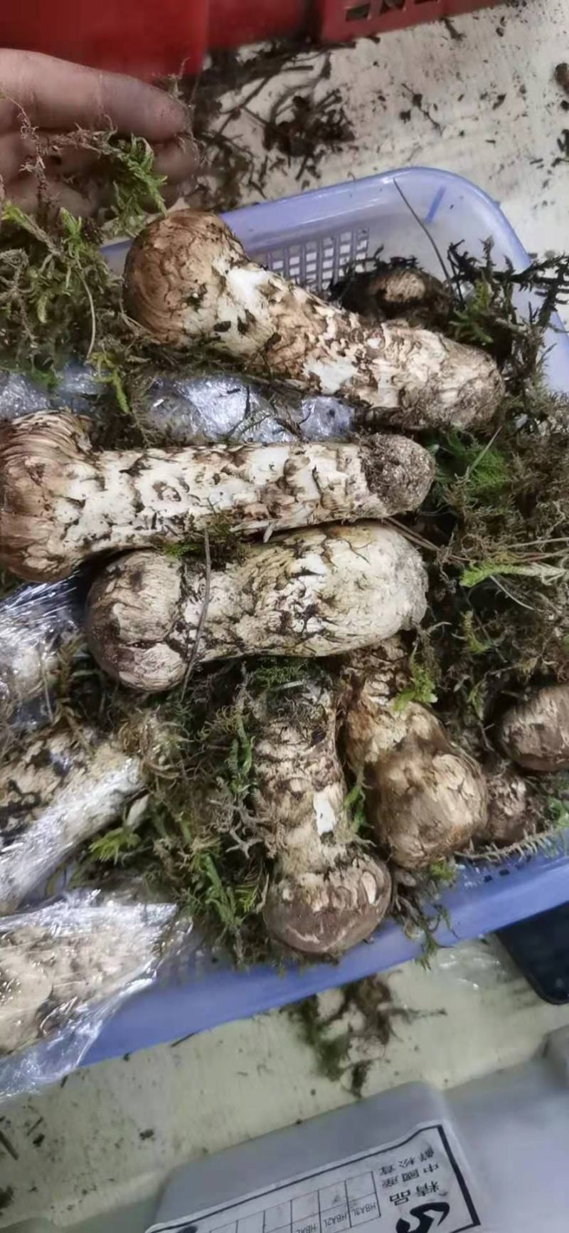 香格里拉新鲜松茸12-15cm产地一件代发批发包邮