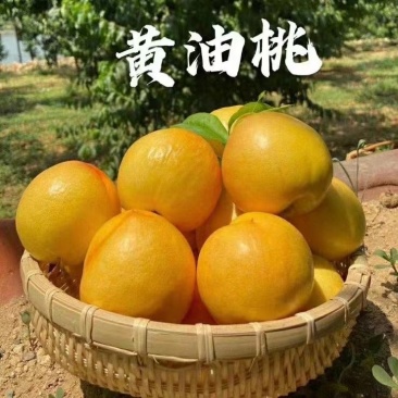 黄菊油桃