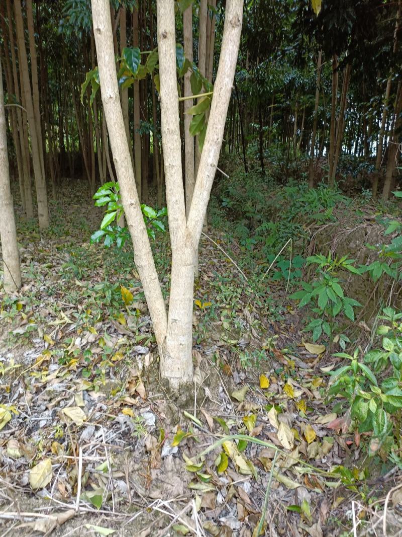 绿宝幸福树基地直发量大从优现挖现发欢迎咨询