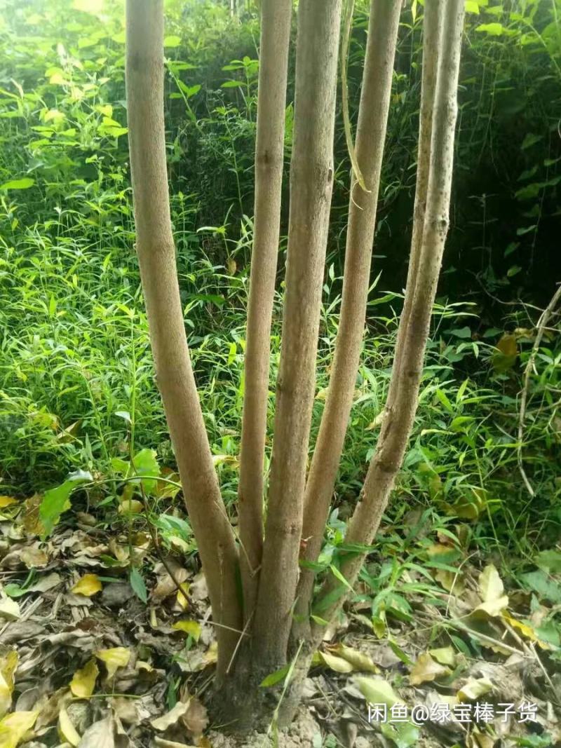 绿宝幸福树基地直发量大从优现挖现发欢迎咨询