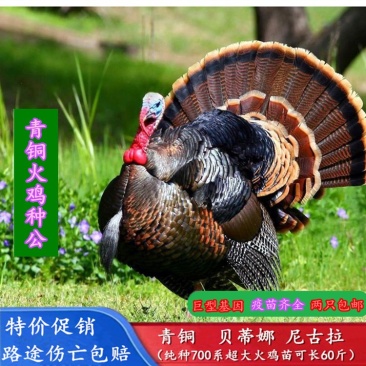 出售青铜火鸡火鸡苗成年火鸡火鸡种蛋