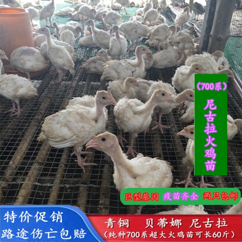 出售青铜火鸡火鸡苗成年火鸡火鸡种蛋