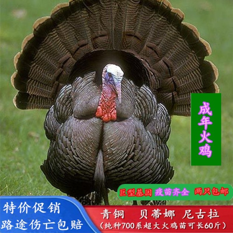 出售青铜火鸡火鸡苗成年火鸡火鸡种蛋