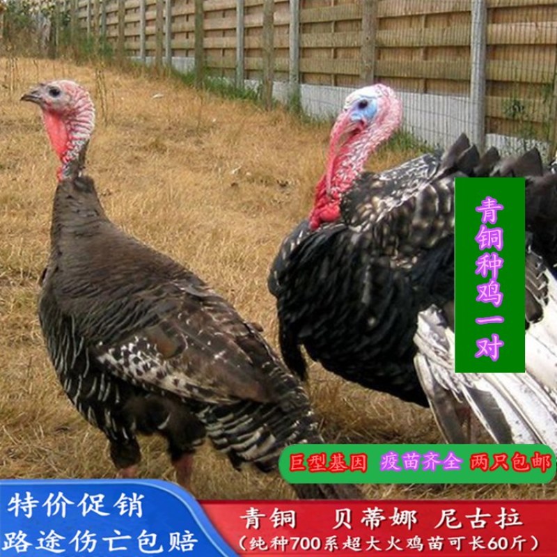 出售青铜火鸡火鸡苗成年火鸡火鸡种蛋