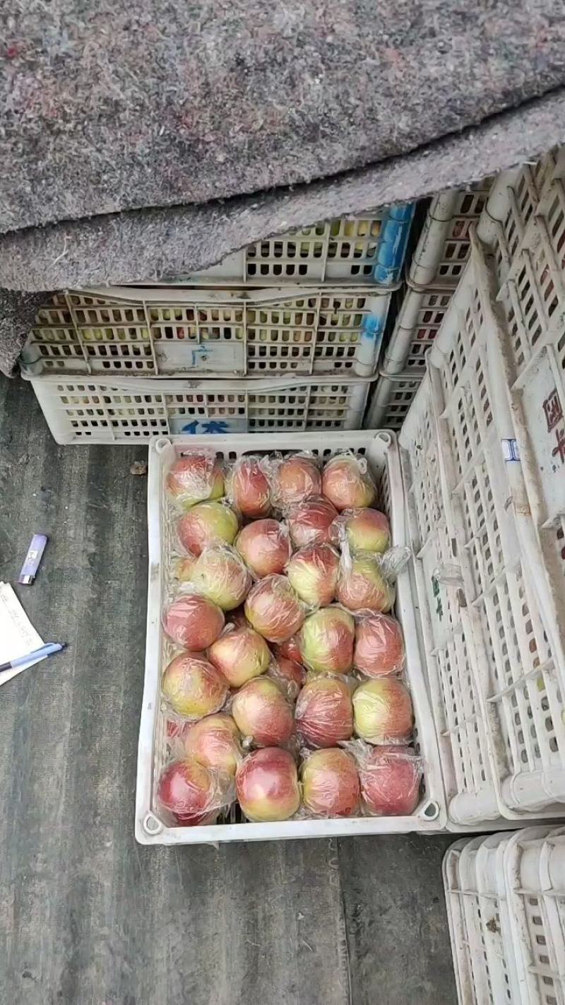 河北石家庄晋州大量美八苹果下树欢迎前来选购