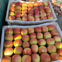 河北石家庄晋州大量美八苹果下树欢迎前来选购