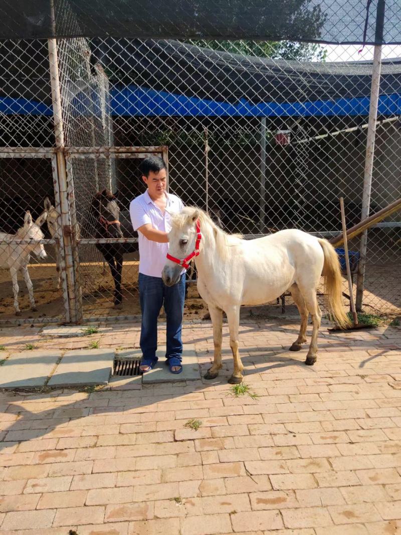 我场长年供应，德宝矮马，进口设特兰，低价出售。