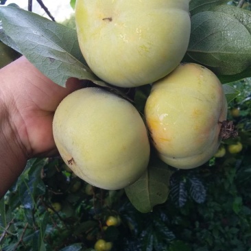 热带水果