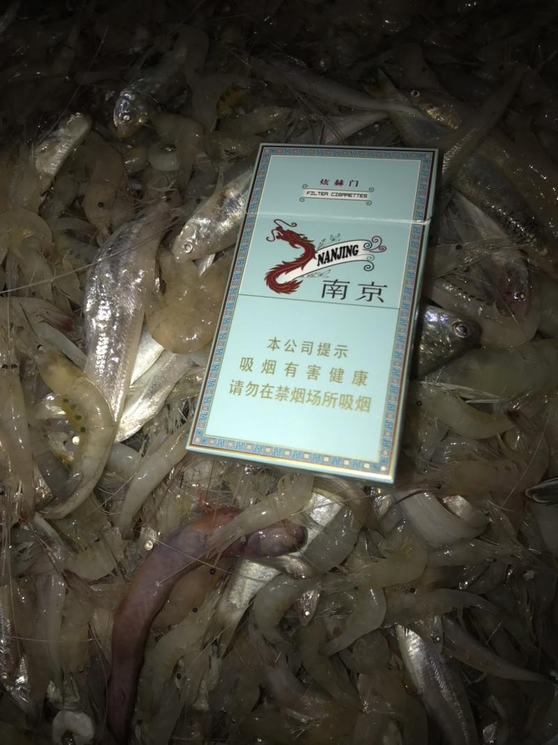 海捕小白虾，米虾，白虾，海虾，带籽海白虾地笼捕捞
