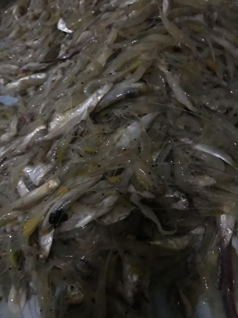 海捕小白虾，米虾，白虾，海虾，带籽海白虾地笼捕捞