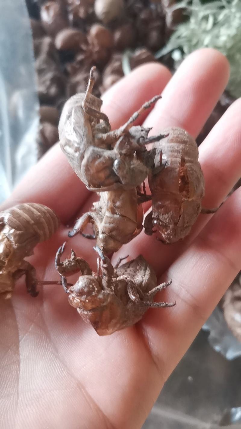 蝉蜕