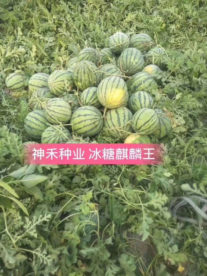 冰糖麒麟王西瓜种子早熟抗病高糖耐裂西瓜种籽皮薄耐旱耐湿