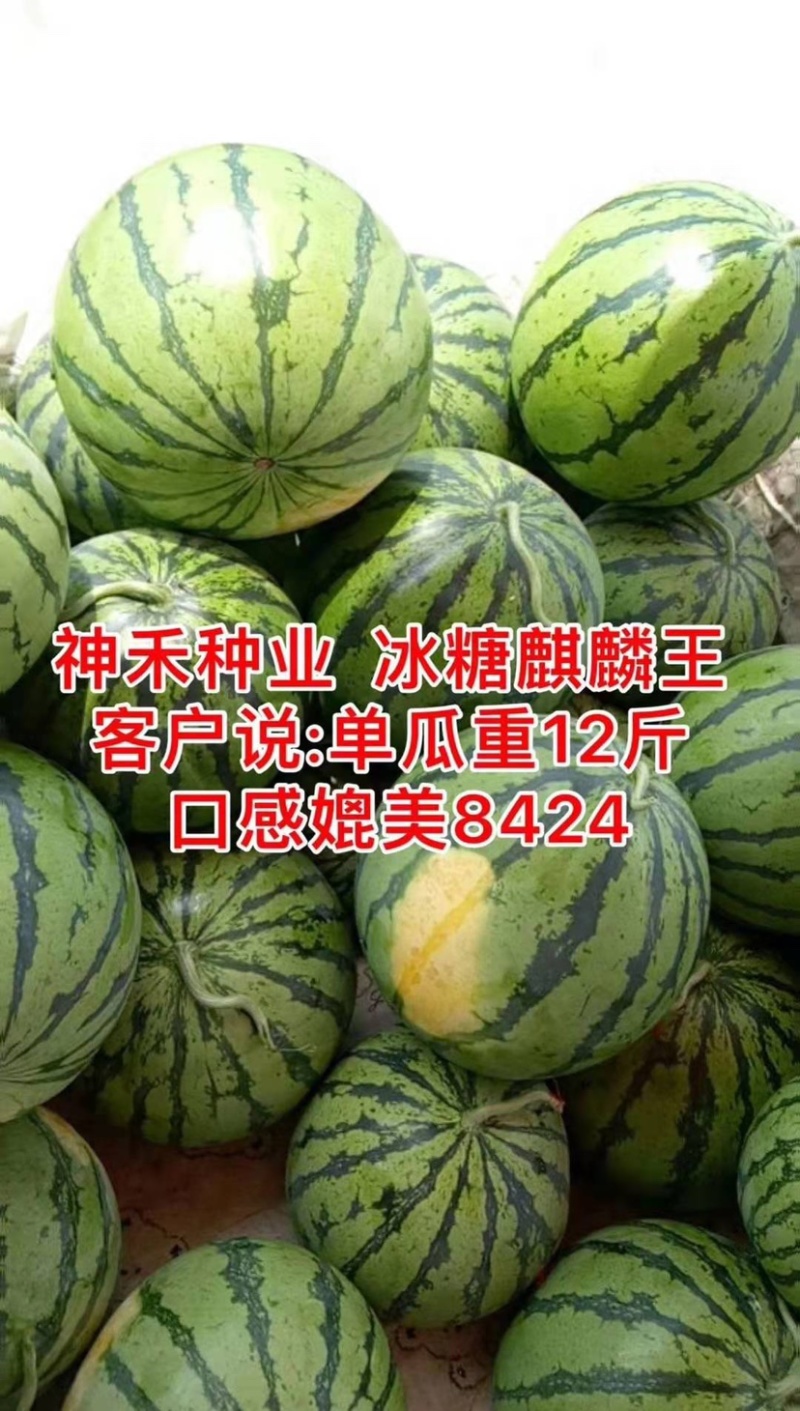 冰糖麒麟王西瓜种子早熟抗病高糖耐裂西瓜种籽皮薄耐旱耐湿