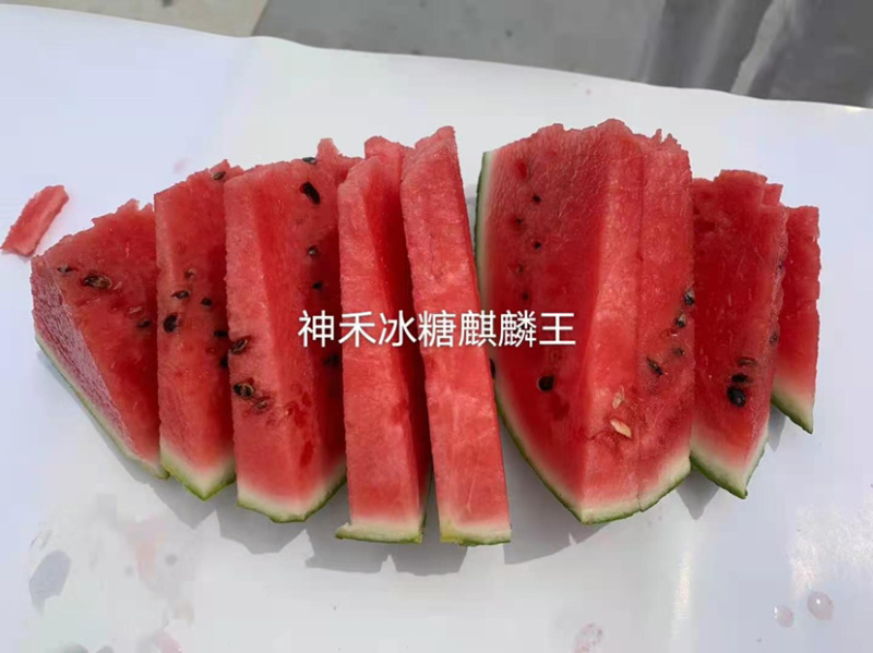 冰糖麒麟王西瓜种子早熟抗病高糖耐裂西瓜种籽皮薄耐旱耐湿