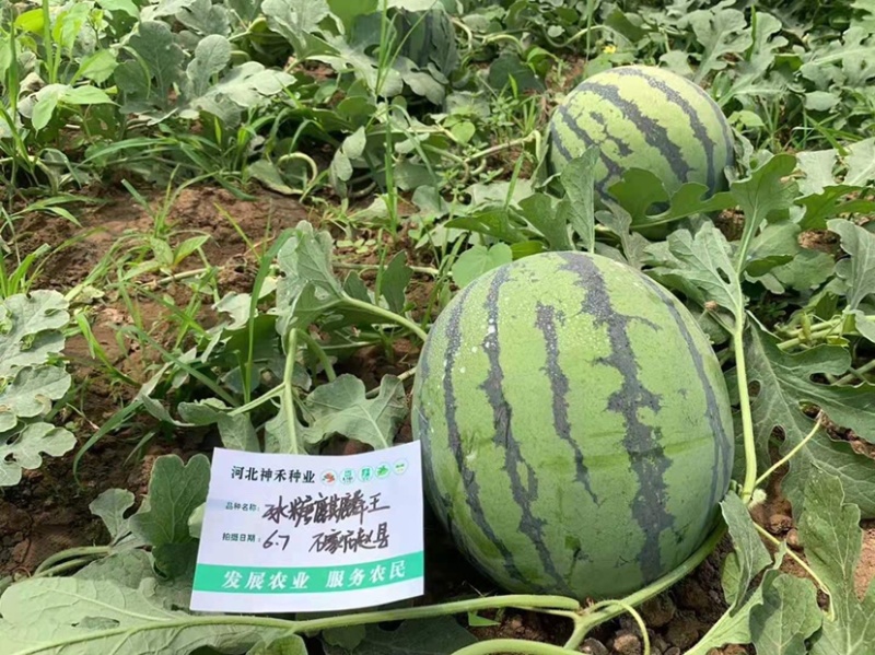 冰糖麒麟王西瓜种子早熟抗病高糖耐裂西瓜种籽皮薄耐旱耐湿