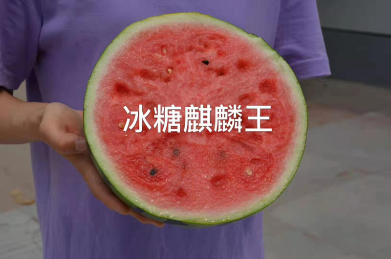 冰糖麒麟王西瓜种子早熟抗病高糖耐裂西瓜种籽皮薄耐旱耐湿
