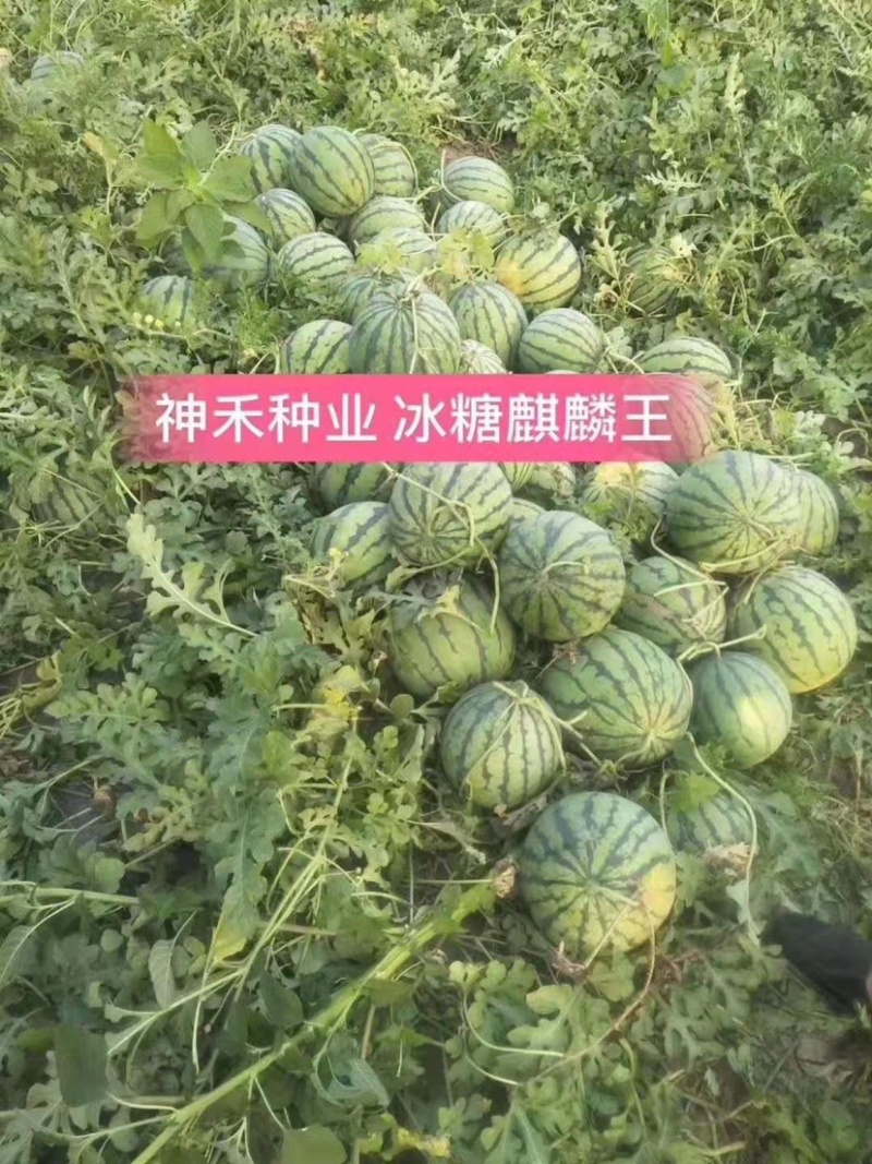 冰糖麒麟王西瓜种子早熟抗病高糖耐裂西瓜种籽皮薄耐旱耐湿