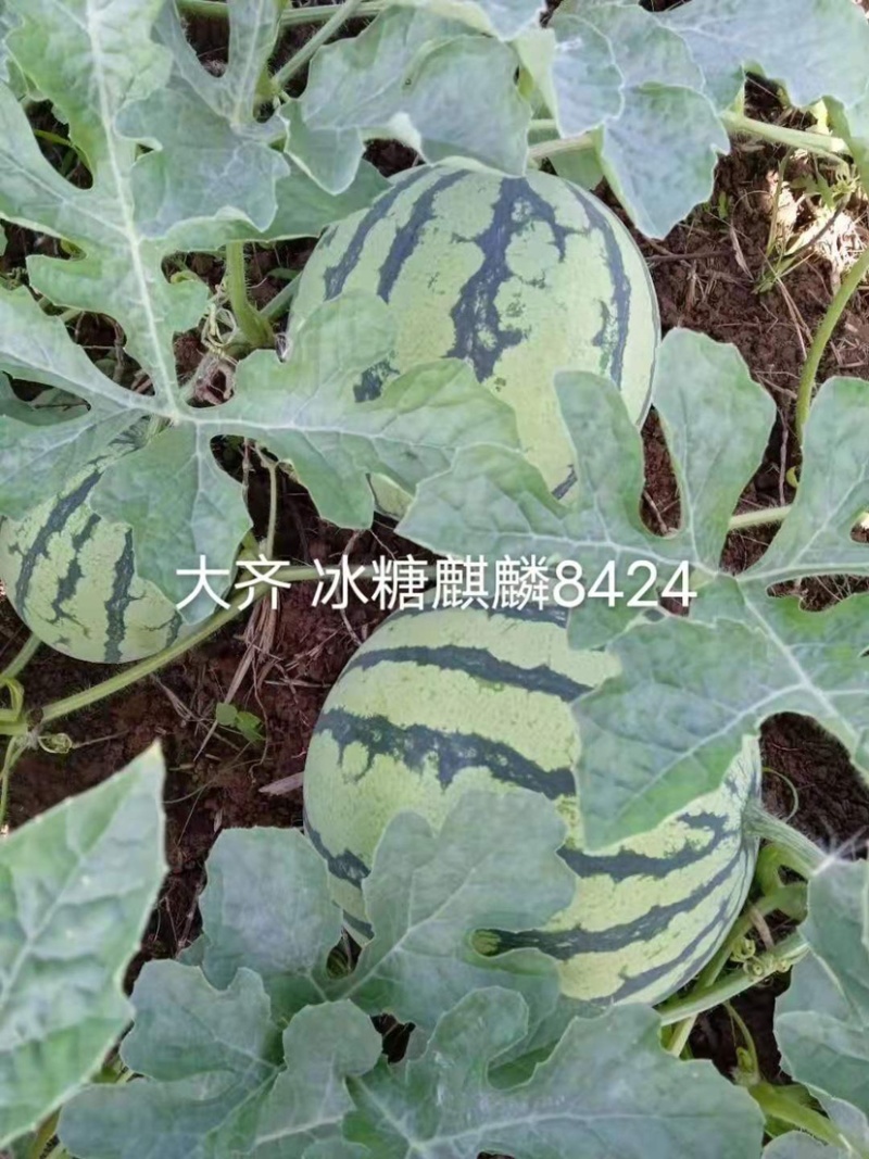 大齐冰糖麒麟8424西瓜种子，耐低温不易裂果正圆花皮西瓜