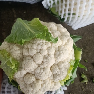 （基地直供）（热销）（推荐）兰州高原夏菜菜花