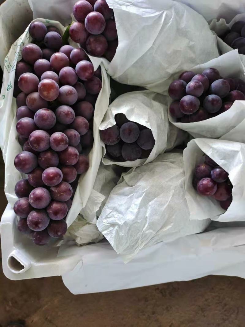 河南精品葡萄一手货源优质货源产地直发量大价优