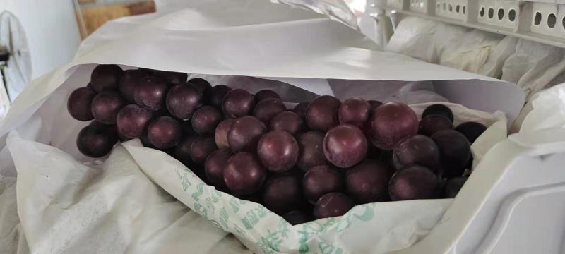 河南精品葡萄一手货源优质货源产地直发量大价优