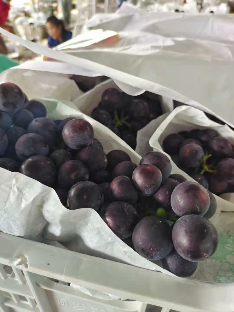 河南精品葡萄一手货源优质货源产地直发量大价优