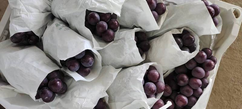 河南精品葡萄一手货源优质货源产地直发量大价优