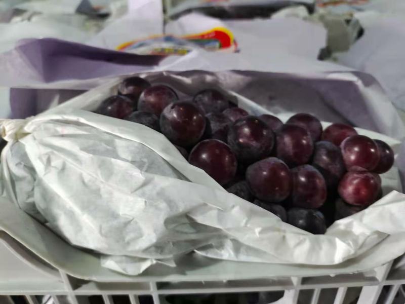 河南精品葡萄一手货源优质货源产地直发量大价优