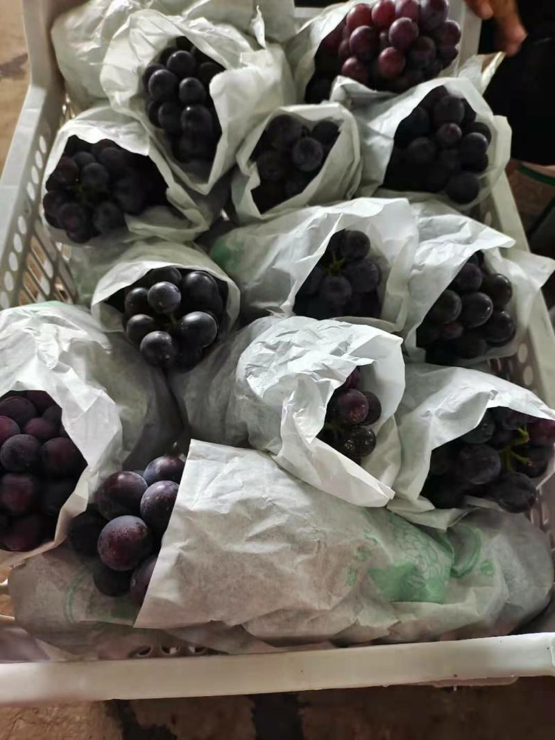 河南精品葡萄一手货源优质货源产地直发量大价优