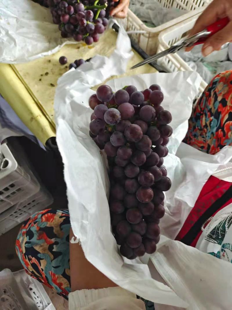 河南精品葡萄一手货源优质货源产地直发量大价优