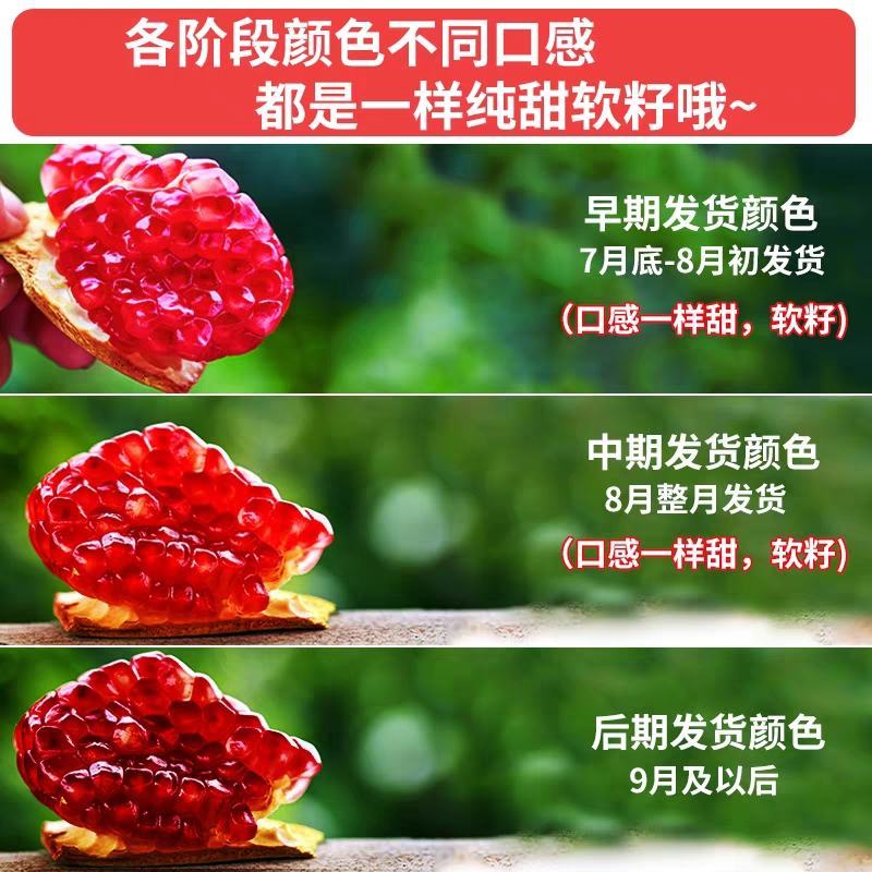 正宗突尼斯软籽石榴会理四川应当季电商一件代发产地直发