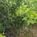 四川眉山大量出售2—3公分春见杯苗和地苗