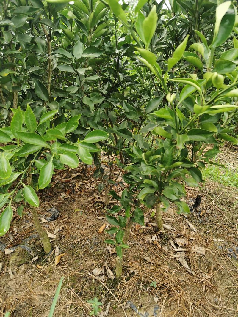 四川眉山东坡区出售地苗媛红柑橘苗，可以视频看货。