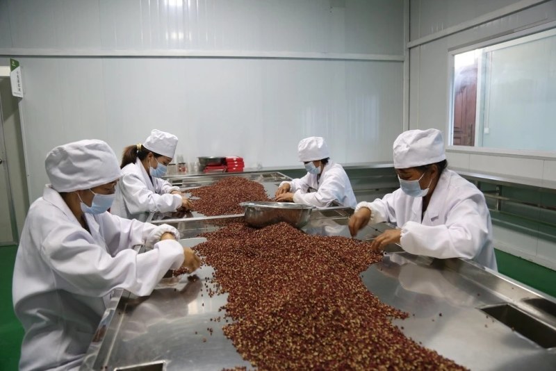 陇南花椒籽喂鸟泡脚育苗原产地一手货源全国直发