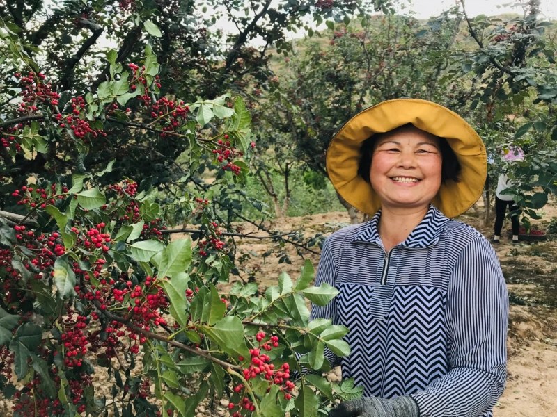 陇南花椒籽喂鸟泡脚育苗原产地一手货源全国直发