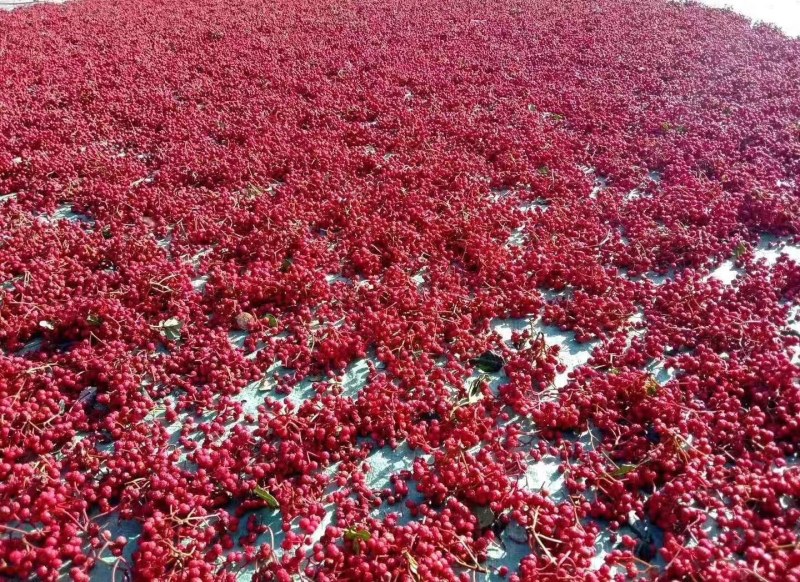 陇南花椒籽喂鸟泡脚育苗原产地一手货源全国直发
