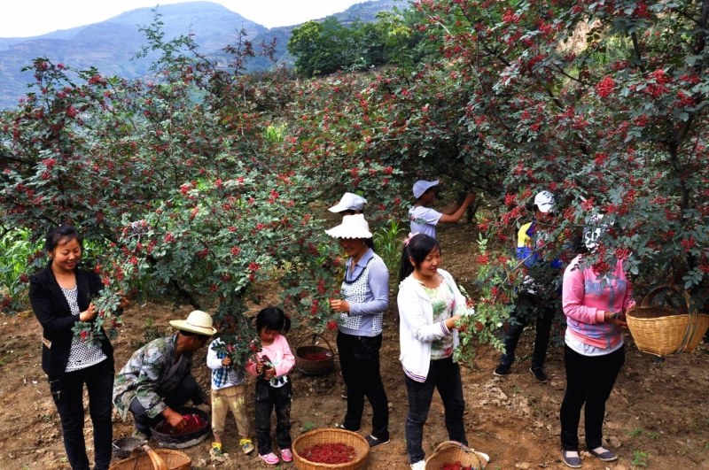 陇南花椒籽喂鸟泡脚育苗原产地一手货源全国直发