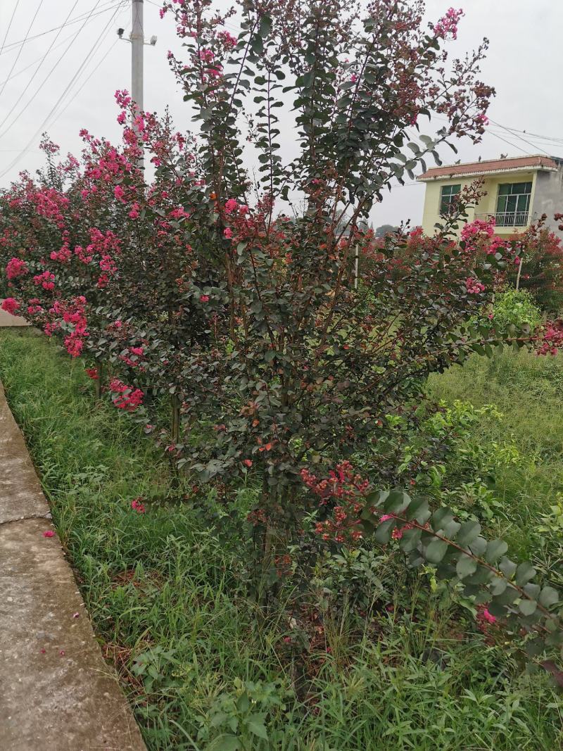 四川眉山东坡区大量出售3—4根拼栽美国紫薇，可以视频看货